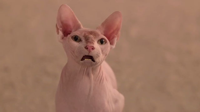 Treasure Buddies - Sphynx cat Ubasti with animated mouth