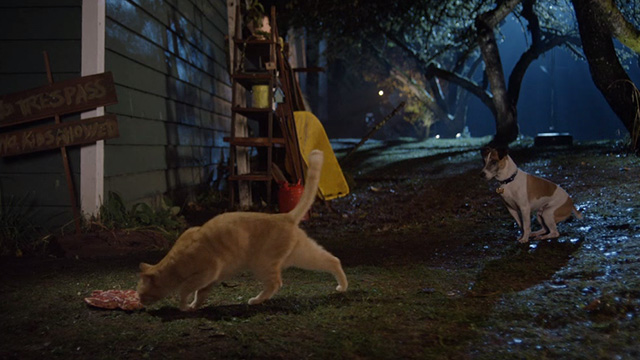 Treasure Hounds - Chauncey ginger tabby cat passing dog Skipper in yard to eat steak