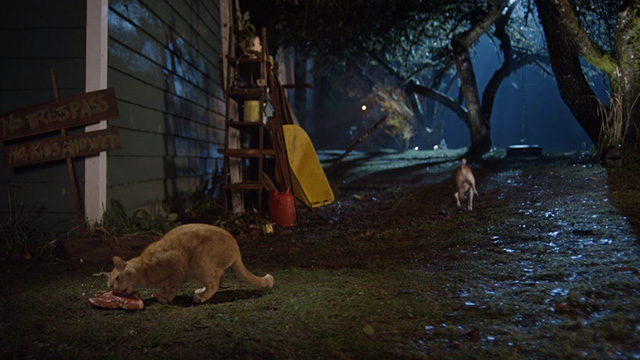 Treasure Hounds - Chauncey ginger tabby cat eating steak in yard as dog Skipper walks away
