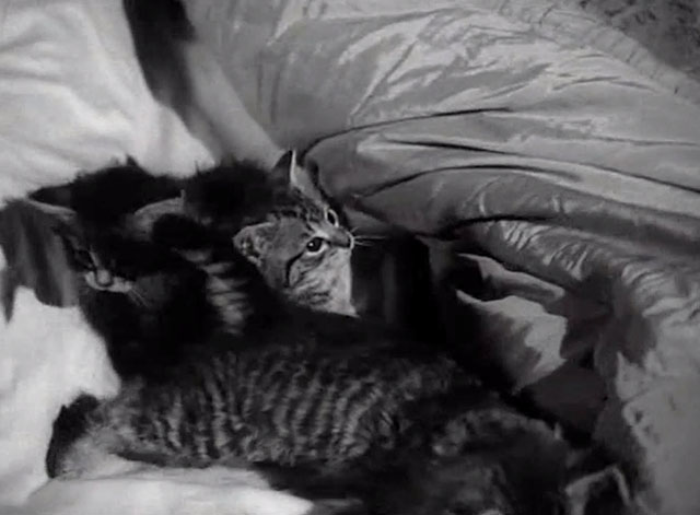 Treasure Hunt - tabby kittens in bed
