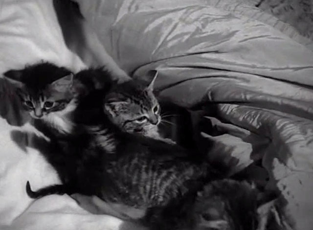 Treasure Hunt - tabby kittens in bed