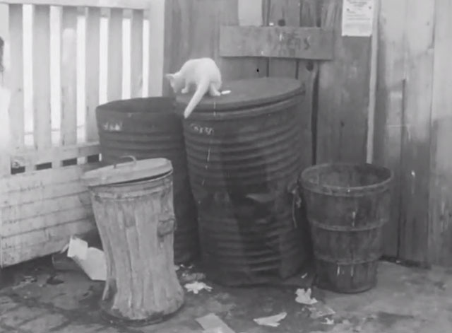 Treasures in a Garbage Can - white cat on top of garbage can