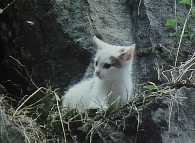 Treasures of the Snow - white and calico kitten Klaus on cliff ledge