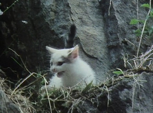 Treasures of the Snow - white and calico kitten Klaus mewing in cliff ledge