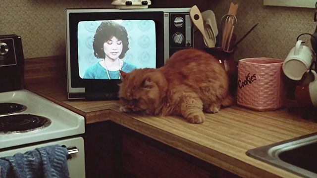 Trick or Treat - longhair ginger tabby cat on counter in front of television