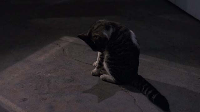 The Trip to Bountiful - tabby and white cat preening