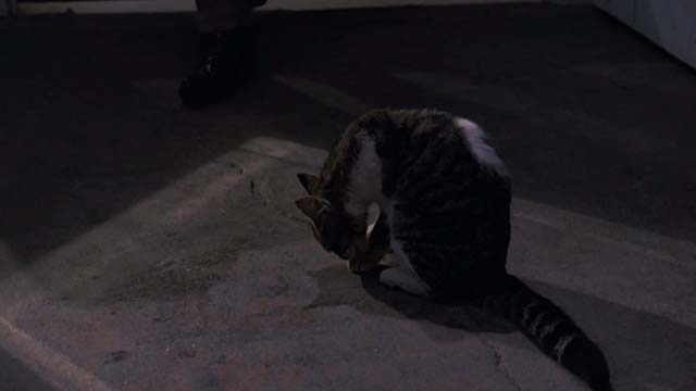 The Trip to Bountiful - tabby and white cat preening as Sheriff approaches