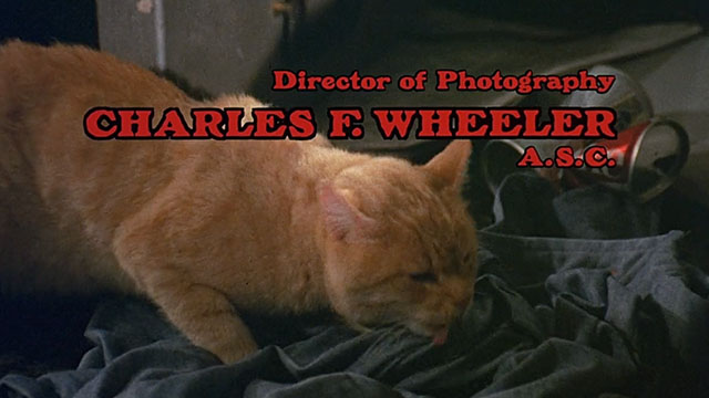 Truck Turner - ginger tabby cat Francis licking shirt