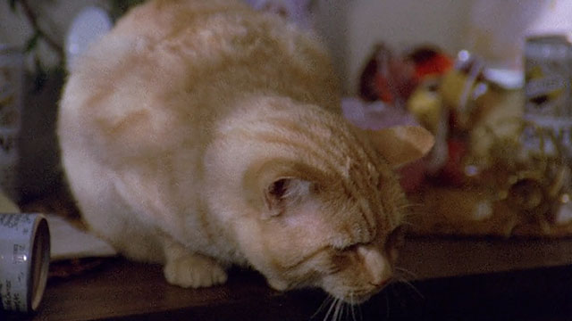 Truck Turner - ginger tabby cat Francis on dresser