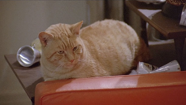 Truck Turner - ginger tabby cat Francis