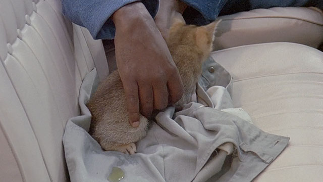 Truck Turner - Abyssinian kitten being picked up from soiled shirt