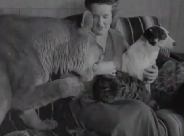 True Tale About a Lion's Tail - Little Tyke lioness on couch with Mrs. Westbeau, longhair tabby cat and terrier