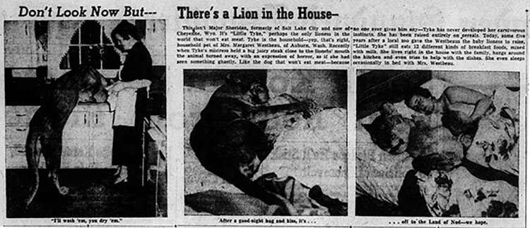 True Tale About a Lion's Tail - THe Ogden Standard Examiner October 25. 1952 photo article about Little Tyke at home