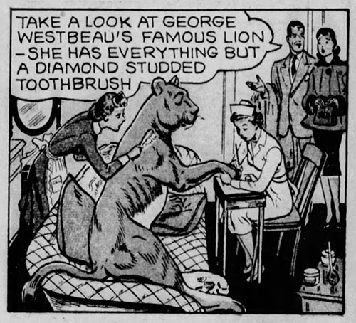 True Tale About a Lion's Tail - Little Tyke mentioned in Dixie Dugan comic strip from January 3, 1954