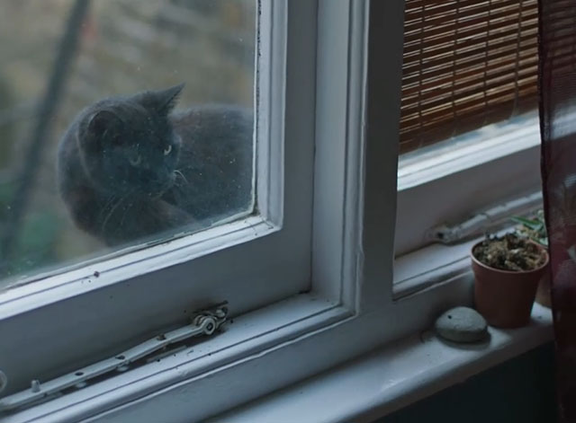 True Things - black cat looking into window