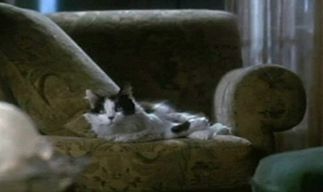 The Truth About Cats and Dogs - Abby's cat on chair