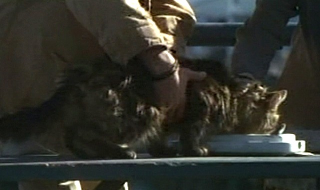 The Truth About Cats and Dogs - stray cat on Santa Monica Pier