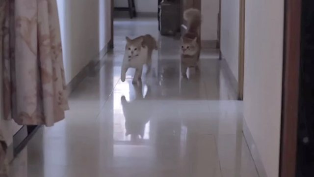 Tungrus - cats Garlic and Ginger running down hallway