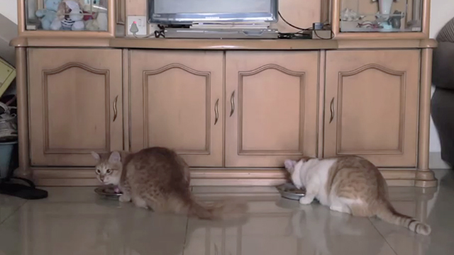 Tungrus - cats Garlic and Ginger eating food from bowls
