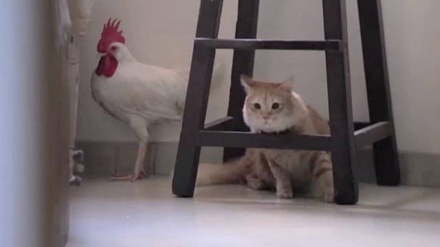 Tungrus - cat Ginger under stool beside rooster