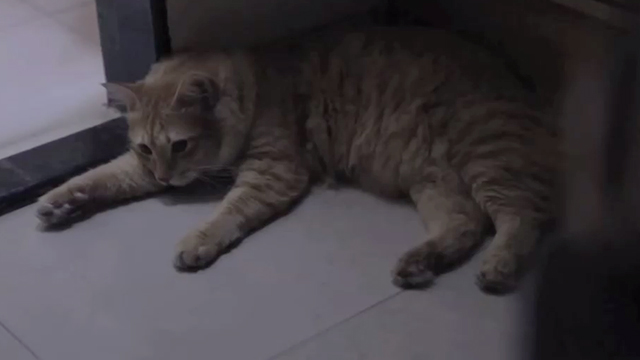 Tungrus - cat Ginger lying on floor