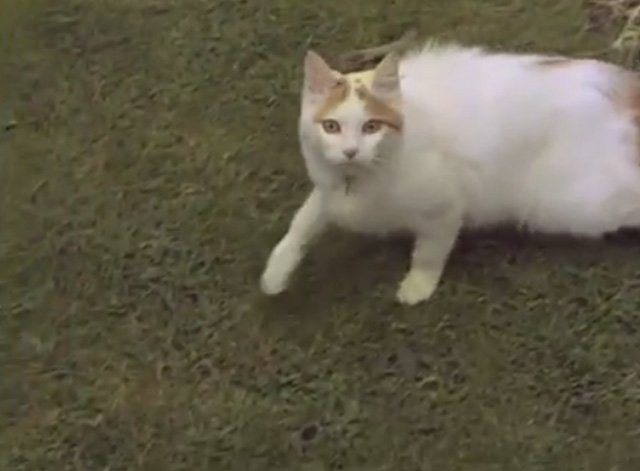 Turkish Van Cats Learn to Swim - Turkish Van Cat running in garden