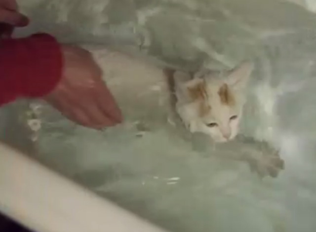 Turkish Van Cats Learn to Swim - Turkish Van Cat swimming in tub