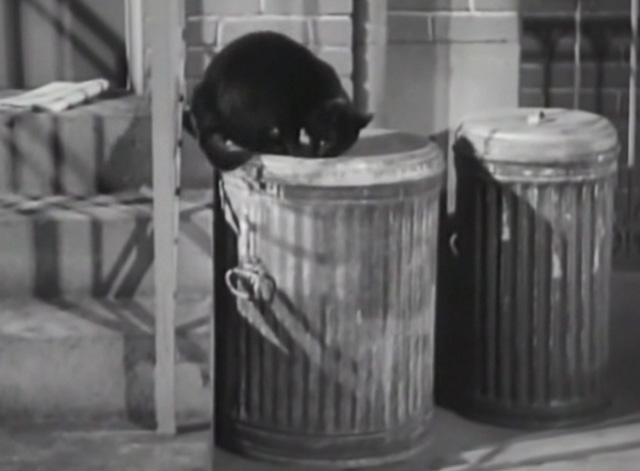 Twelve Crowded Hours - black cat on garbage can lid