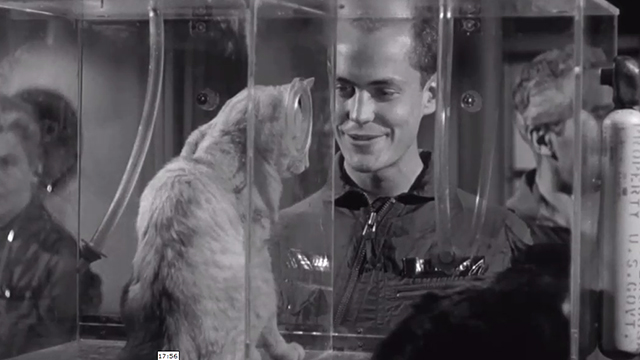 Twelve to the Moon - Roddy Bob Montgomery Jr. addressing black cat Mimi and tabby cat Rodolfo in glass container on wall