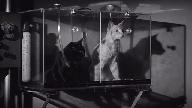 Twelve to the Moon - black cat Mimi and tabby cat Rodolfo in glass container on wall