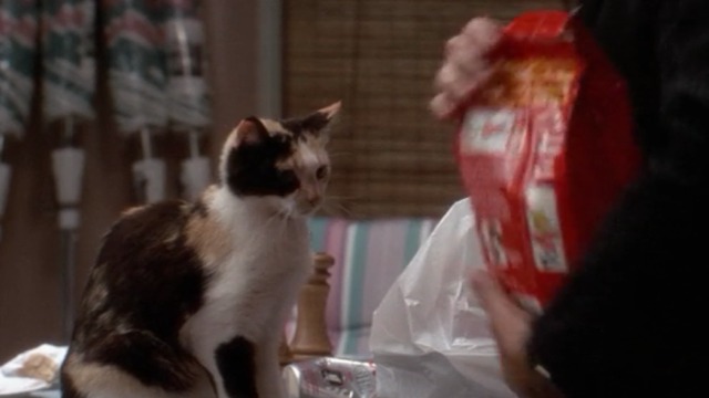 Twins - calico cat Julius looks at cat food bag