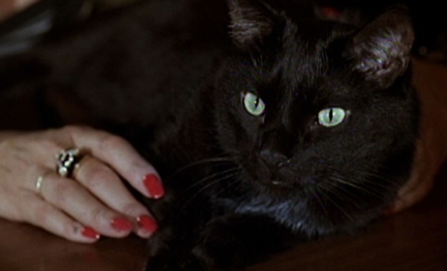 Two Evil Eyes - The Black Cat cat on bar