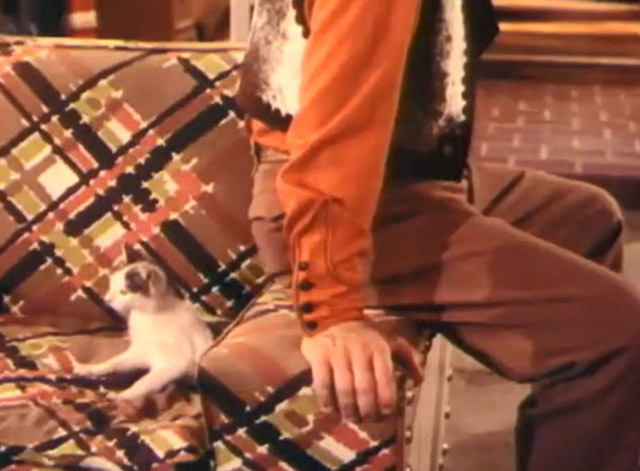 Two Guys from Texas - grey and white cat sitting on couch