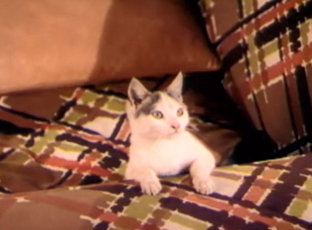 Two Guys from Texas - grey and white cat looking surprised on couch