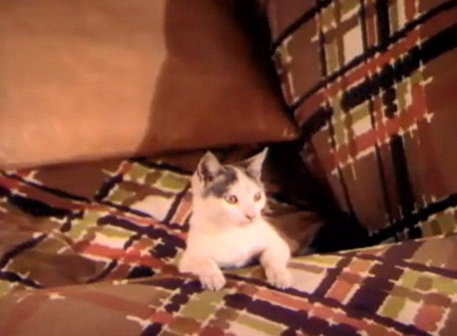 Two Guys from Texas - grey and white cat on couch