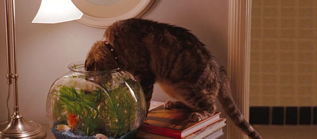 The Ugly Truth - brown tabby cat D'Artagnan with head in fish bowl
