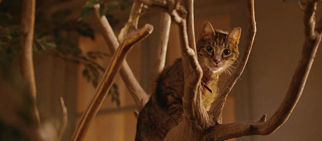 The Ugly Truth - brown tabby cat D'Artagnan in tree