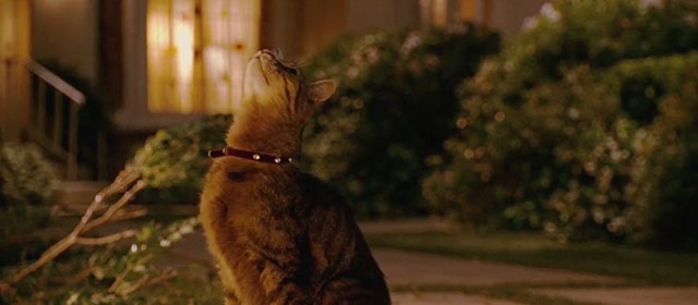 The Ugly Truth - brown tabby cat D'Artagnan looking up