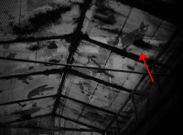 Umberto D - cat walking on window above Maria