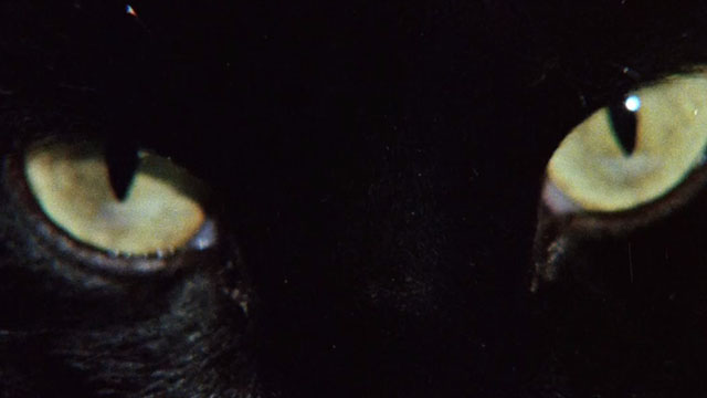 The Uncanny - extreme close up of black cat's eyes
