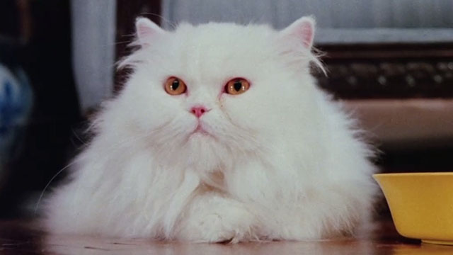 The Uncanny - white Persian cat Sugar