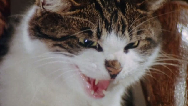 The Uncanny - close up of tabby and white cat hissing