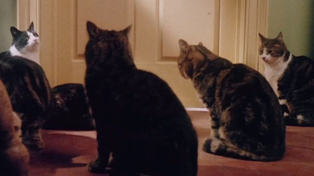 The Uncanny - several cats gathered around closed door