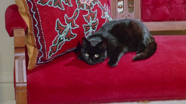 The Uncanny - black cat Wellington on red chair