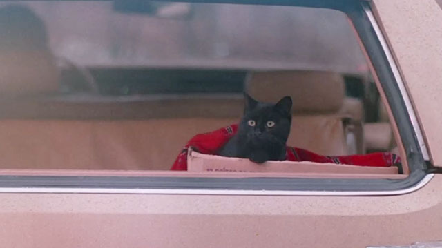 The Uncanny - black cat Wellington in car driving away