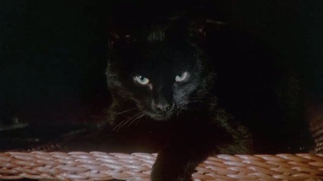 The Uncanny - black cat Wellington