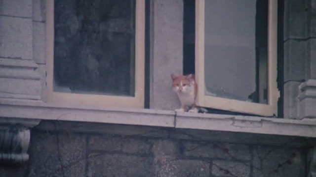The Uncanny - ginger and white tabby cat Scat going through open window of house