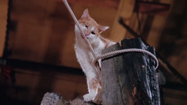 The Uncanny - ginger and white tabby cat Scat chewing through rope