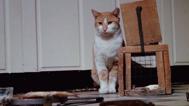 The Uncanny - ginger and white tabby cat Scat surrounded by traps and poison