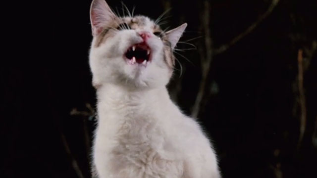 The Uncanny - white and tabby cat meowing